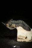 30302 - Well Prepared "Flying" 2.81 Inch Morocconites malladoides Middle Devonian Trilobite