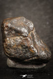 07442 - Fully Complete NWA L-H Type Unclassified Ordinary Chondrite Meteorite 3.0g