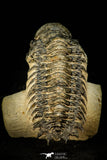 30303 - Gorgeous 3.04 Inch Crotalocephalina (Crotalocephalus) gibbus Lower Devonian Trilobite