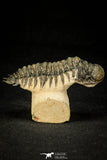 30303 - Gorgeous 3.04 Inch Crotalocephalina (Crotalocephalus) gibbus Lower Devonian Trilobite