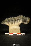 30303 - Gorgeous 3.04 Inch Crotalocephalina (Crotalocephalus) gibbus Lower Devonian Trilobite