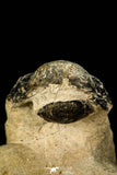 30303 - Gorgeous 3.04 Inch Crotalocephalina (Crotalocephalus) gibbus Lower Devonian Trilobite