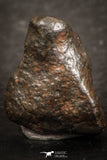 07443 - Fully Complete NWA L-H Type Unclassified Ordinary Chondrite Meteorite 3.0g