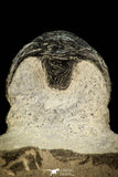 30304 - Top Beautiful "Flying" 2.68 Inch Morocops Lower Devonian Trilobite