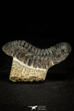 30304 - Top Beautiful "Flying" 2.68 Inch Morocops Lower Devonian Trilobite