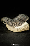 30304 - Top Beautiful "Flying" 2.68 Inch Morocops Lower Devonian Trilobite