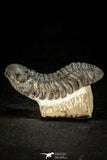 30304 - Top Beautiful "Flying" 2.68 Inch Morocops Lower Devonian Trilobite