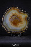 20388 -  Extremely Beautiful 5.19 Inch Brazilian Agate Slice (Chalcedony Geode Section)