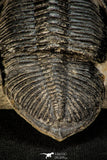 30305 - Top Quality 3.74 Inch Zlichovaspis rugosa Lower Devonian Trilobite