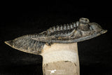 30305 - Top Quality 3.74 Inch Zlichovaspis rugosa Lower Devonian Trilobite