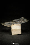30305 - Top Quality 3.74 Inch Zlichovaspis rugosa Lower Devonian Trilobite