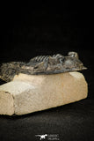 30305 - Top Quality 3.74 Inch Zlichovaspis rugosa Lower Devonian Trilobite