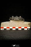 30305 - Top Quality 3.74 Inch Zlichovaspis rugosa Lower Devonian Trilobite