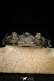 30305 - Top Quality 3.74 Inch Zlichovaspis rugosa Lower Devonian Trilobite