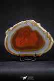 20389 -  Extremely Beautiful 5.36 Inch Brazilian Agate Slice (Chalcedony Geode Section)