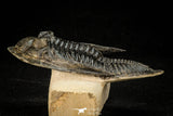 30305 - Top Quality 3.74 Inch Zlichovaspis rugosa Lower Devonian Trilobite
