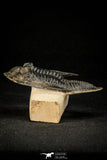 30305 - Top Quality 3.74 Inch Zlichovaspis rugosa Lower Devonian Trilobite