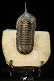 30306 - Well Prepared "Flying" 2.89 Inch Morocconites malladoides Middle Devonian Trilobite