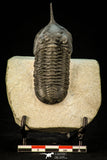 30306 - Well Prepared "Flying" 2.89 Inch Morocconites malladoides Middle Devonian Trilobite