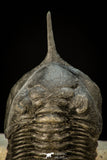 30306 - Well Prepared "Flying" 2.89 Inch Morocconites malladoides Middle Devonian Trilobite