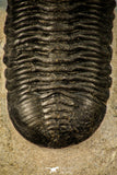 30306 - Well Prepared "Flying" 2.89 Inch Morocconites malladoides Middle Devonian Trilobite