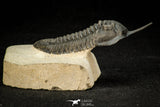 30306 - Well Prepared "Flying" 2.89 Inch Morocconites malladoides Middle Devonian Trilobite