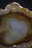 20390 -  Extremely Beautiful 5.31 Inch Brazilian Agate Slice (Chalcedony Geode Section)