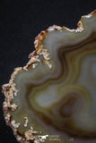 20390 -  Extremely Beautiful 5.31 Inch Brazilian Agate Slice (Chalcedony Geode Section)