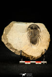 30307 - Top Quality 1.56 Inch Kolihapeltis Lower Devonian Trilobite