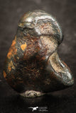 07448 - Taza (NWA 859) Iron Ungrouped Plessitic Octahedrite Meteorite 2.0g ORIENTED
