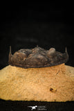 30308 - Top Quality 2.57 Inch Zlichovaspis rugosa Lower Devonian Trilobite