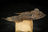 30308 - Top Quality 2.57 Inch Zlichovaspis rugosa Lower Devonian Trilobite