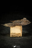 30308 - Top Quality 2.57 Inch Zlichovaspis rugosa Lower Devonian Trilobite