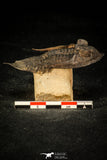 30308 - Top Quality 2.57 Inch Zlichovaspis rugosa Lower Devonian Trilobite
