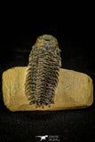 30309 - Top Beautiful 2.10 Inch Crotalocephalina (Crotalocephalus) gibbus Lower Devonian Trilobite