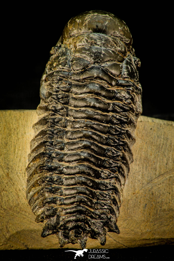 30309 - Top Beautiful 2.10 Inch Crotalocephalina (Crotalocephalus) gibbus Lower Devonian Trilobite