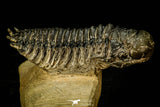 30309 - Top Beautiful 2.10 Inch Crotalocephalina (Crotalocephalus) gibbus Lower Devonian Trilobite