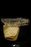 30309 - Top Beautiful 2.10 Inch Crotalocephalina (Crotalocephalus) gibbus Lower Devonian Trilobite