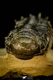 30309 - Top Beautiful 2.10 Inch Crotalocephalina (Crotalocephalus) gibbus Lower Devonian Trilobite