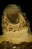 30309 - Top Beautiful 2.10 Inch Crotalocephalina (Crotalocephalus) gibbus Lower Devonian Trilobite