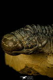 30309 - Top Beautiful 2.10 Inch Crotalocephalina (Crotalocephalus) gibbus Lower Devonian Trilobite