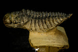 30309 - Top Beautiful 2.10 Inch Crotalocephalina (Crotalocephalus) gibbus Lower Devonian Trilobite