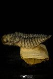 30309 - Top Beautiful 2.10 Inch Crotalocephalina (Crotalocephalus) gibbus Lower Devonian Trilobite