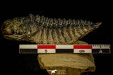 30309 - Top Beautiful 2.10 Inch Crotalocephalina (Crotalocephalus) gibbus Lower Devonian Trilobite