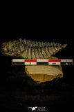 30309 - Top Beautiful 2.10 Inch Crotalocephalina (Crotalocephalus) gibbus Lower Devonian Trilobite