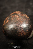 07449 - Taza (NWA 859) Iron Ungrouped Plessitic Octahedrite Meteorite 2.0g ORIENTED