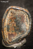07450 - Taza (NWA 859) Iron Ungrouped Plessitic Octahedrite Meteorite 1.0g ORIENTED