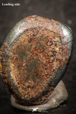 07450 - Taza (NWA 859) Iron Ungrouped Plessitic Octahedrite Meteorite 1.0g ORIENTED