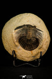 30311 - Top Quality 1.63 Inch Scabriscutellum sp Middle Devonian Trilobite