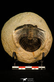 30311 - Top Quality 1.63 Inch Scabriscutellum sp Middle Devonian Trilobite